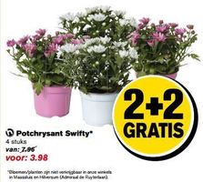 potchrysant swifty