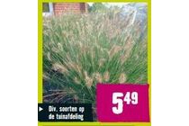 pennisetum al hameln