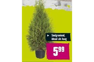 thuja occidentalis brabant