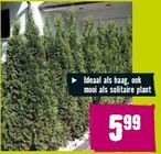 thuja occidentalis smaragd levensboom