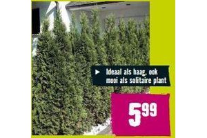 thuja occidentalis smaragd levensboom