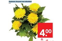 geplozen chrysant met eikenblad