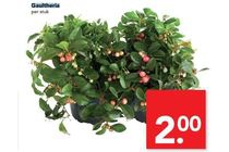 gaultheria