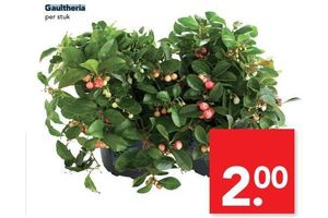 gaultheria