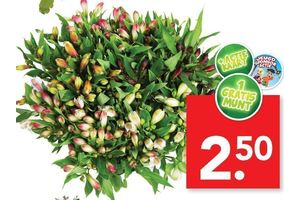 alstroemeria