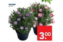 tuin aster