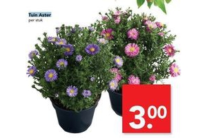 tuin aster