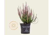 calluna vulgaris
