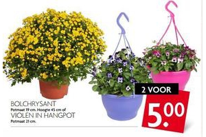 bolchrysant en violen in hangpot