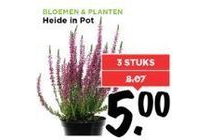 heide in pot