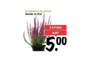 heide in pot