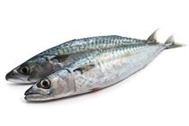 sardines