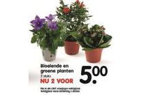 bloeiende en groene planten