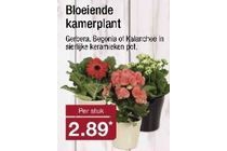 bloeiende kamerplant