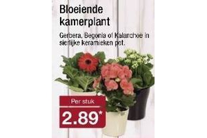 bloeiende kamerplant