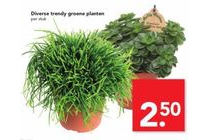 trendy groene planten