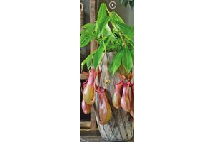 bekerplant nepenthes
