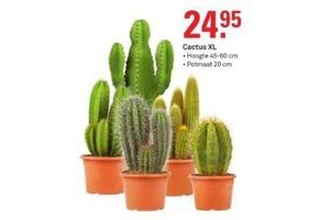 cactus xl
