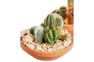 cactus schaal groot