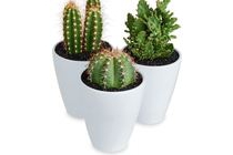 cactus in witte pot