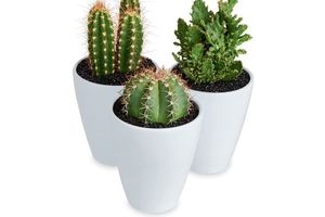 cactus in witte pot