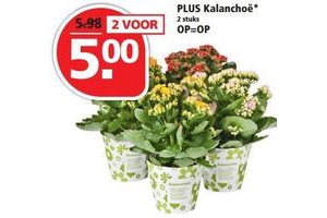 plus kalanchoe