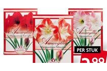 amaryllis