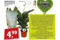 spathiphyllum air so pure xl