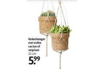 kokoshanger met echte cactus of vetplant