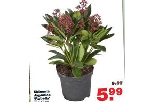 skimmia japonica rubella