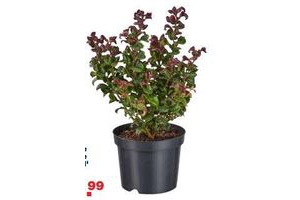 druifheide leucothoe curly red