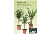 kamerplant