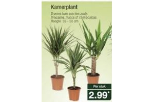 kamerplant