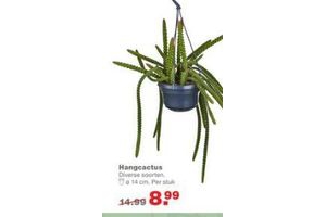 hangcactus