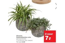 groene kamerplanten mix