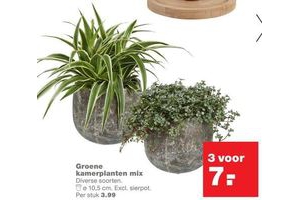 groene kamerplanten mix