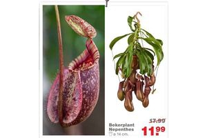 bekerplant nepenthes