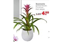 guzmania