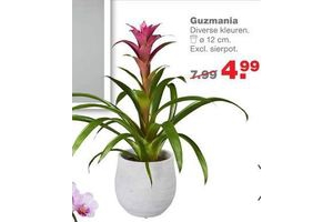 guzmania