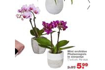 mini orchidee phalaenopsis met sierpotje