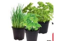 verse kruidenplant