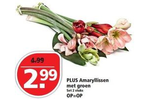 plus amaryllissen met groen