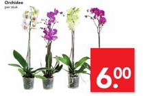 orchidee