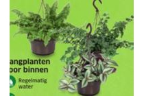 hangplanten