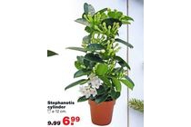 stephanotis cylinder praxis