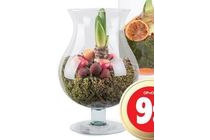 amaryllis in glas