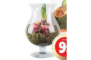 amaryllis in glas