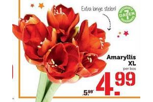 amaryllis xl