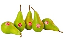 hollandse migo peren