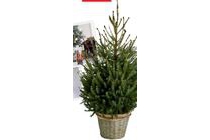 kerstboom in mand nu voor eur14 per stuk